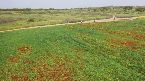Spring - Reverse flying above field of flowers Stock Footage 127215973