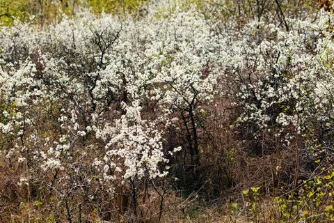 Spring revival in forest Stock Photos