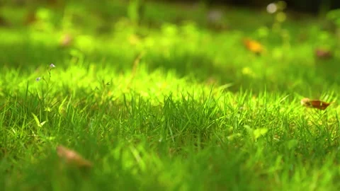 Spring Revival with Sunlit Grass and Awakening Nature in Peaceful Setting Stock Footage 341871544