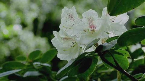 Spring rhododendron Stock Photos