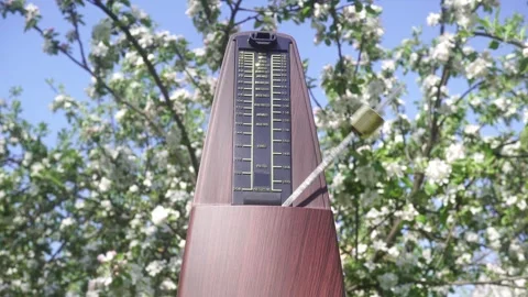 Spring Rhythm Under the Sunny Apple Blossom. Vídeo Stock 335679762