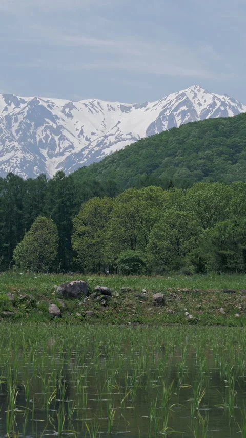 Spring Rice Paddy Below Snow Capped Ridge Vertical Video Stock Footage 346194192
