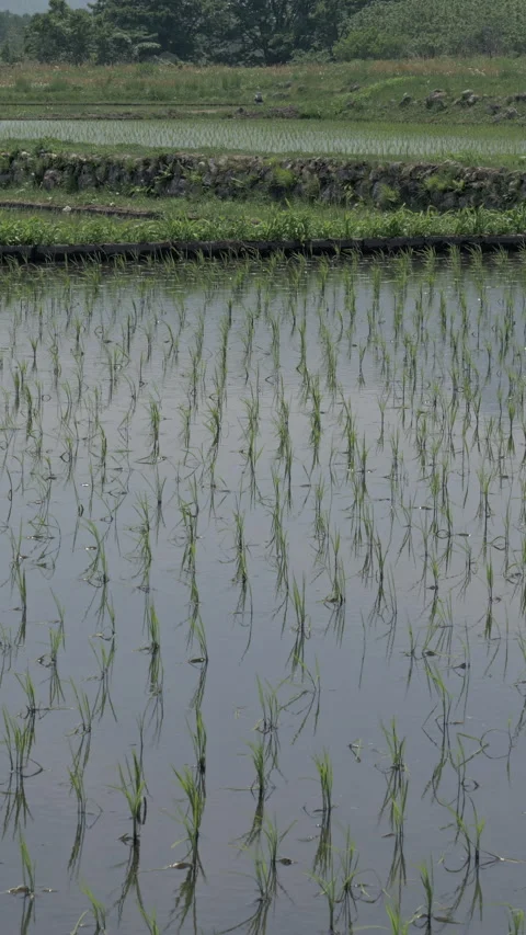 Spring Rice Seedlings in Flooded Paddy Vertical Video Stock Footage 346194499