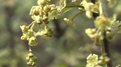 Spring, ripening currants. 库存影片 4903297
