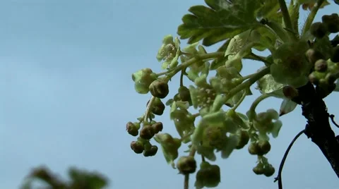 Spring, ripening currants. Stock Footage 4929323