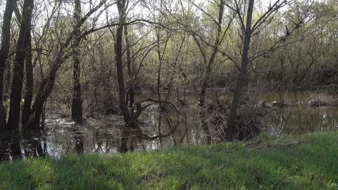Spring river. Flooded trees. 4K stock video footage Stock Footage 103817518
