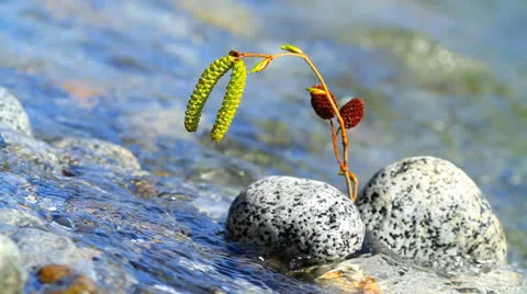 Spring river. Stock Footage 22499061