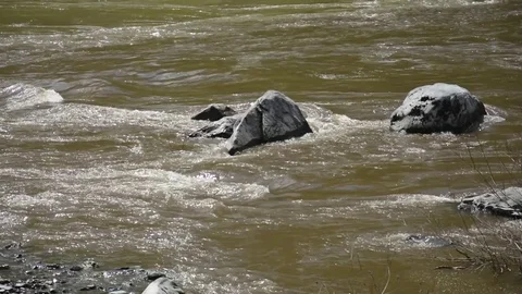 Spring River Katun, Altai Mountains Stock Footage 75778539