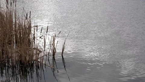 Spring river landscape. River and dry river grass, reeds. Stock Footage 170665799