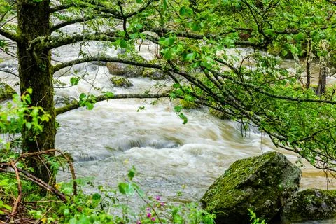 Spring river Stock Photos