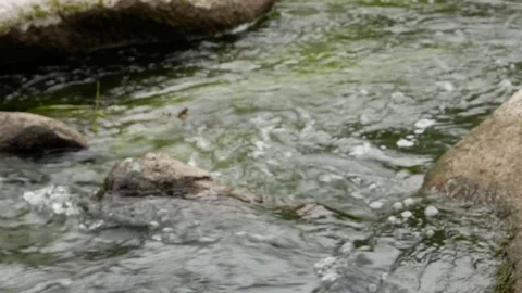 Spring river with rocks Stock Footage 81189213