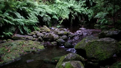 Spring of the river running calmly in the deep forest Stock Footage 170838498