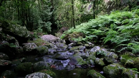 Spring of the river running calmly in the deep forest Stock Footage 171013047