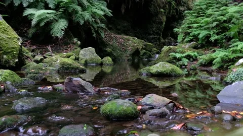 Spring of the river running calmly in the deep forest. Jungle feeling Stock Footage 171558552