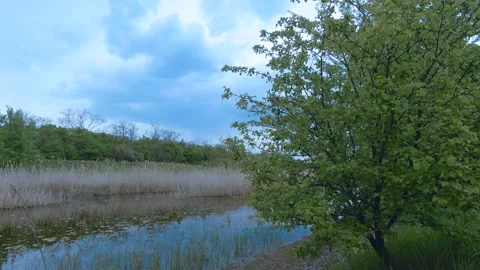 Spring River Sounds of Birds 库存影片 195321919
