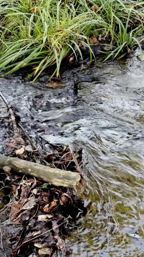 Spring river stream Stock Footage 230234702