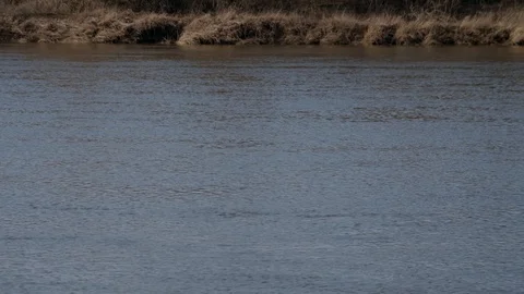 Spring river on a Sunny day. Stock Footage 128221700