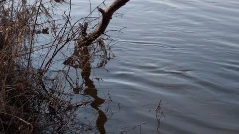 Spring river on a Sunny day. Stock Footage 128221753