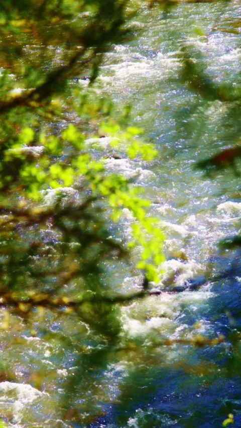 Spring river viewed through budding tree branches Stock Footage 346341197