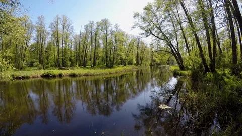 Spring river in wild forest, tranquil nature panorama, landscape with water and Stock Footage 90224421