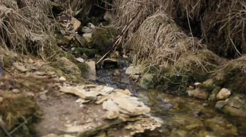 Spring rivulet in the forest 스톡 동영상 49761343