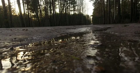 Spring road in forest 動画素材 168807114