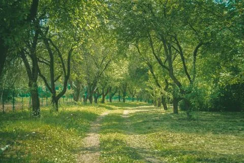 Spring road in a green forest Stock Photos