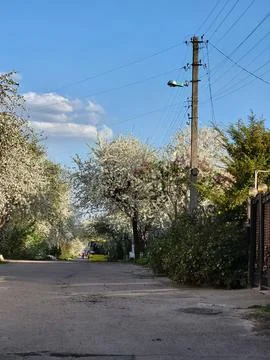 Spring Road Lined With Blooming Cherry Trees Stock Photos