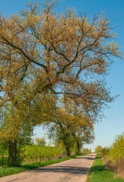 Spring road Foto stock