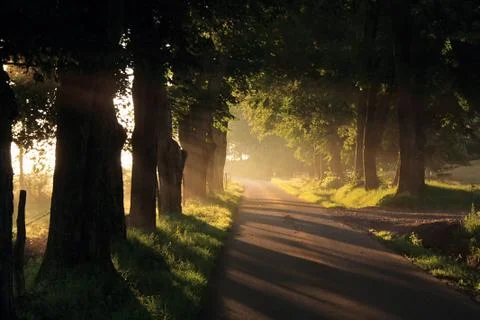 Spring road Stockfoto's