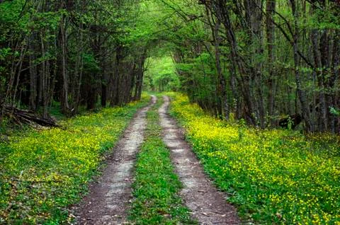 Spring road Stock Photos