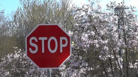 Spring Road - Stop Sign and Magnolia Tree Stock Footage