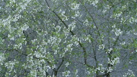 Spring road top view Stock Footage 108144053