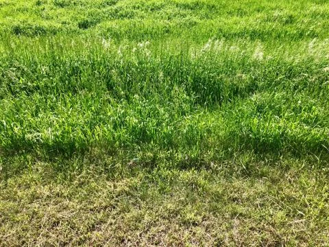 Spring Roadside Wild Grass Stock Photos