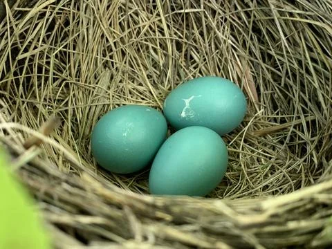 Spring Robin Eggs Stock Photos