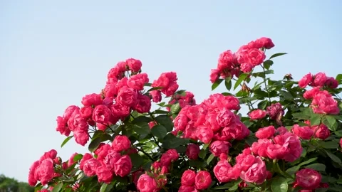 Spring Rose Garden Stock Footage 153895282