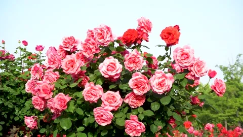 Spring Rose Garden Stock Footage 153895301