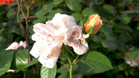 Spring Rose Garden Stock Footage 153895315