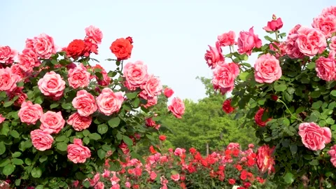 Spring Rose Garden Stock Footage 153895339
