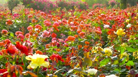 Spring Rose Garden Stock Footage 153895424