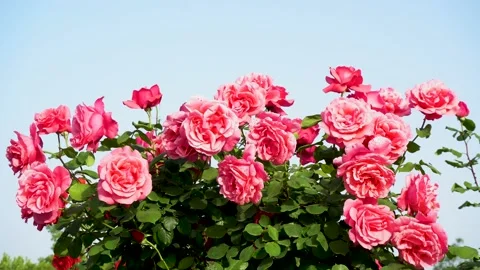 Spring Rose Garden Stock Footage 153895449