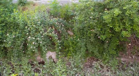Spring rose hips. Stock Photos
