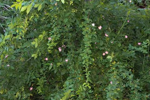 Spring rose hips. Stock Photos