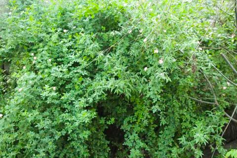 Spring rose hips. Stock Photos