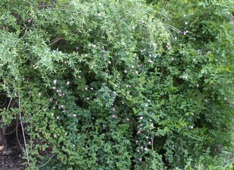 Spring rose hips. Stock Photos