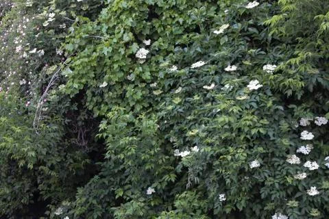 Spring rose hips. Stock Photos