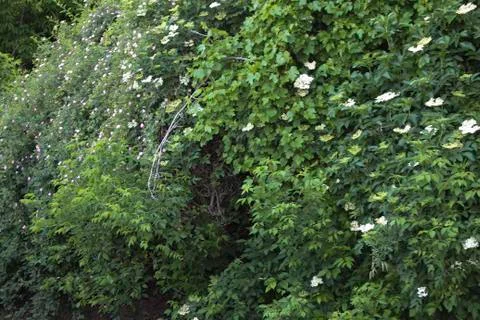 Spring rose hips. Stock Photos