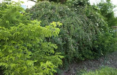Spring rose hips. Stock Photos