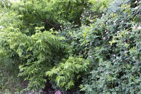 Spring rose hips. Stock Photos