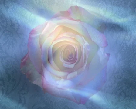 Spring rose p 스톡 동영상 606391